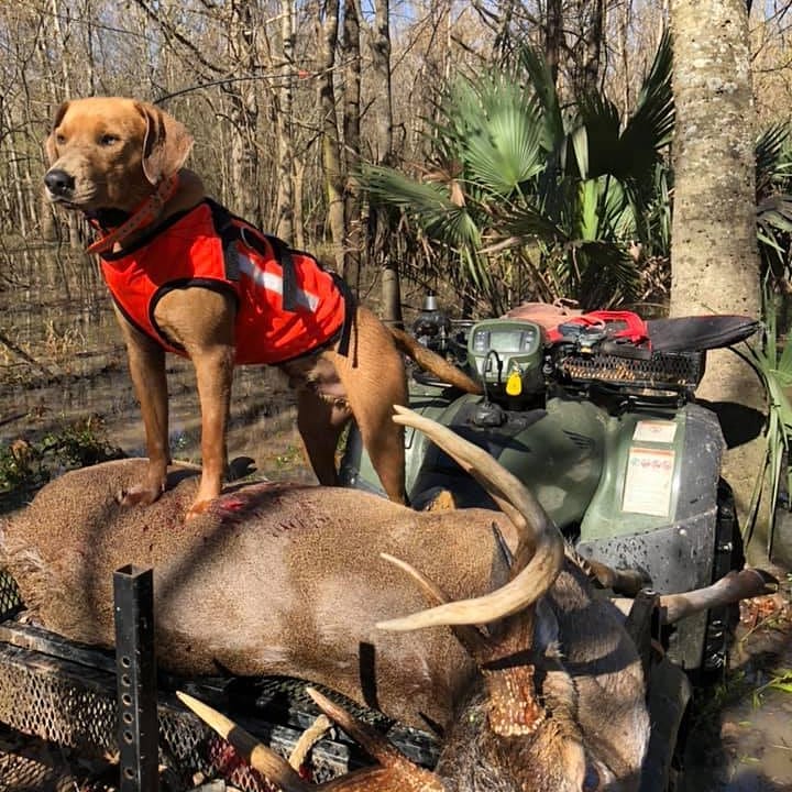 Southern Cross Armored Dog Tracking Vest